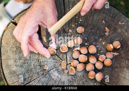 Man Risse Haselnüsse mit einem Hammer in den Hinterhof Stockfoto