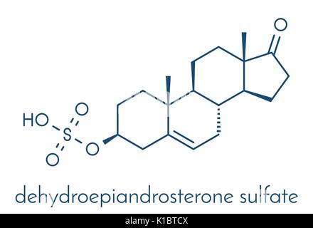 Dehydroepiandrosteron (DHEA-S) natürliche Hormon Molekül. Skelettmuskulatur Formel. Stock Vektor