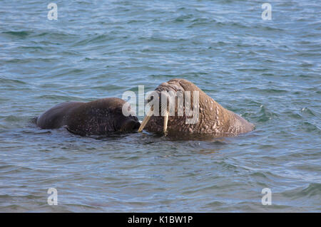 Walrosse, Odobenus rosmarus, männliche und weibliche Erwachsene im Meer ausruhen. Im Juni, Spitzbergen, Svalbard, Norwegen genommen Stockfoto