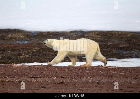 Eisbär, Ursus maritimus, einzelne Erwachsene gehen auf Tundra. Im Juni, Spitzbergen, Svalbard, Norwegen genommen Stockfoto