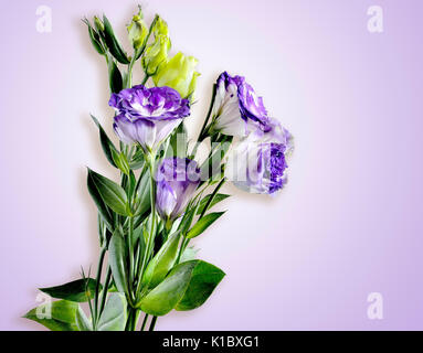 Blumenstrauß aus lila mit weißen EUSTOMA (LISIANTHUS) Blumen auf einem zarten lila Hintergrund Stockfoto