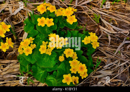 Gelbe Blumen von Marsh Ringelblumen (Caltha palustris) Stockfoto