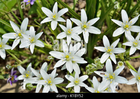 Erste weiße Frühling Blumen und Blüten sowie deren Knospen der Stern-von-Bethlehem (Ornithogalum umbellatum) Nahaufnahme und kleinen Ameise mit Pollen Stockfoto