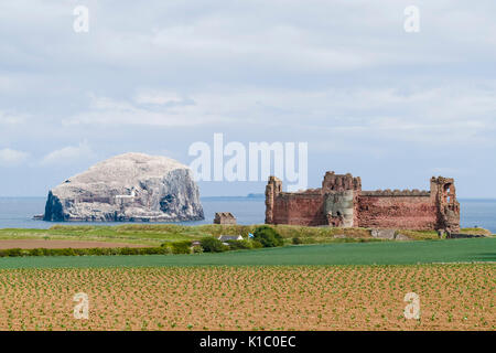 Schottland - Bass Rock und Tantallon Castle können gemeinsam von der East Lothian Scenic route gesehen werden, in der Nähe von Dunbar und North Berwick. Stockfoto