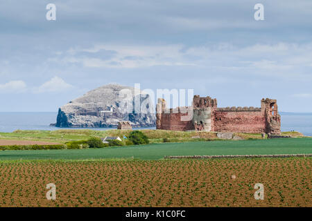 Schottland - Bass Rock und Tantallon Castle können gemeinsam von der East Lothian Scenic route gesehen werden, in der Nähe von Dunbar und North Berwick. Stockfoto
