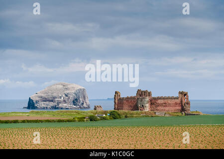 Schottland - Bass Rock und Tantallon Castle können gemeinsam von der East Lothian Scenic route gesehen werden, in der Nähe von Dunbar und North Berwick. Stockfoto