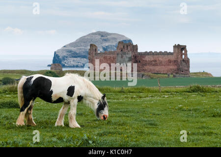 Schottland - Bass Rock und Tantallon Castle können gemeinsam von der East Lothian Scenic route gesehen werden, in der Nähe von Dunbar und North Berwick. Stockfoto