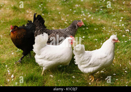 Ein Garten Herde von vier verschiedenen Geflügel Rassen, inländischen home Henne - Halten Stockfoto