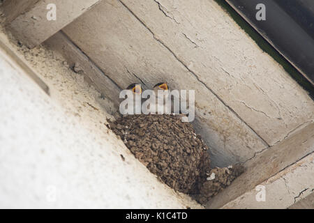 Haus Martin (delichon urbicum) Nest und Küken auf einem Haus in North Yorkshire, England, Vereinigtes Königreich Stockfoto