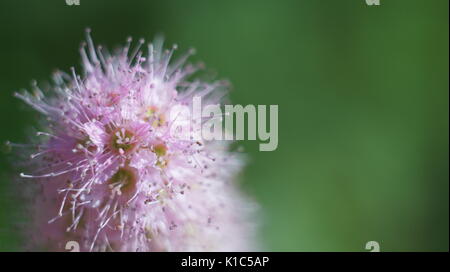 Die rosa Blume grün Hintergrund Stockfoto