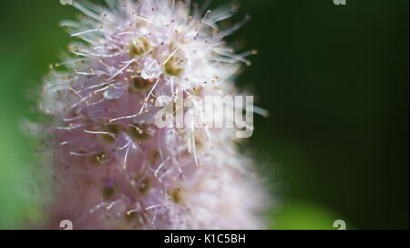 Die rosa Blume grün Hintergrund Stockfoto