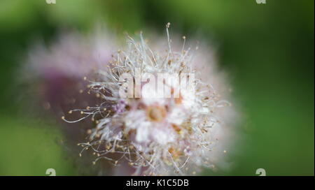 Die rosa Blume grün Hintergrund Stockfoto