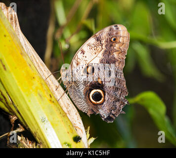 Der Kaiser blue morpho Standortwahl auf Blatt - Morpho peleides - Unterseite anzeigen Stockfoto