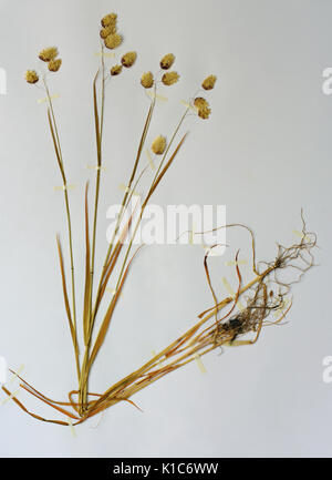 Ein herbarium Blatt mit Briza Maxima, die größere Beben Gras, Familie Poaceae Stockfoto