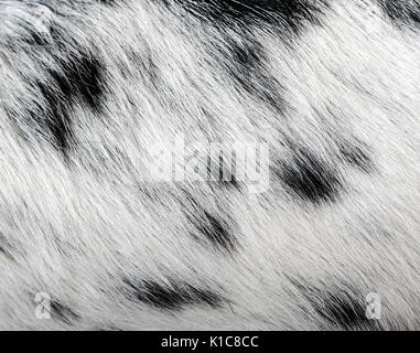 Dalmatiner hund Fell Haare closeup, Textur und Muster, die schwarzen Flecken auf weißem Fell Stockfoto