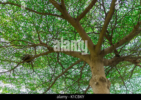 Der große Baum und viele Zweige des Blattes Stockfoto
