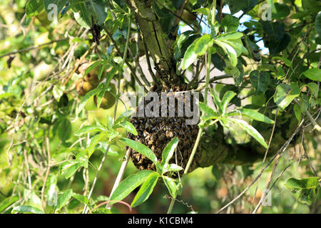Schwarm von Bienen auf einen Birnbaum im Garten, South Otterington, Northallerton, North Yorkshire, England Stockfoto