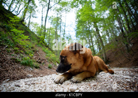 Wide Angle Shot eines Berges Hund Stockfoto