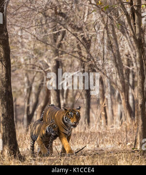 Junger Tiger kuscheln Mutter Tigerin in einem wunderschönen vertikalen Rahmen gebildet durch trockene treeline Stockfoto