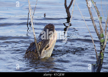 Alligator Fütterung am Lake Apopka Stockfoto