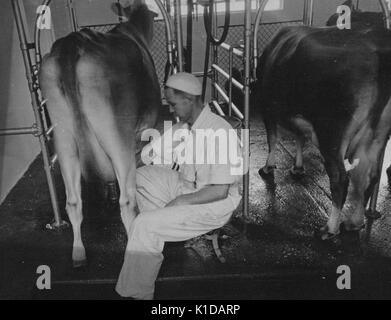 Arbeiter, der eine automatische Melkmaschine verwendet, um Kühe auf einem Bauernhof in Beltsville, Maryland, 1935 zu melken. Aus der New York Public Library. Stockfoto