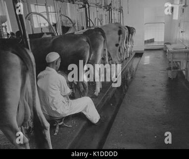 Landwirt mit automatischer Melkmaschine, um Kühe zu melken, Prince Georges County, Beltsville, Maryland, 1935. Aus der New York Public Library. Stockfoto