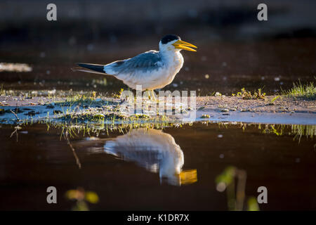 Große-billed Tern (Phaetusa simplex), bei dem Wasser, Pantanal, Mato Grosso do Sul, Brasilien Stockfoto