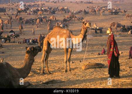 Morgen Aktivität an der Pushkar Kamel- und Viehmarkt, Pushkar, Rajasthan, Indien Stockfoto
