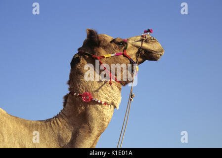Verziert Kamel, Pushkar Kamel- und Viehmarkt, Rajasthan, Indien Stockfoto