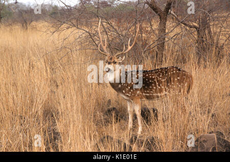 Männliche chital (beschmutzt oder Achse Hirsche), Ranthambore Nationalpark, Rajasthan, Indien Stockfoto