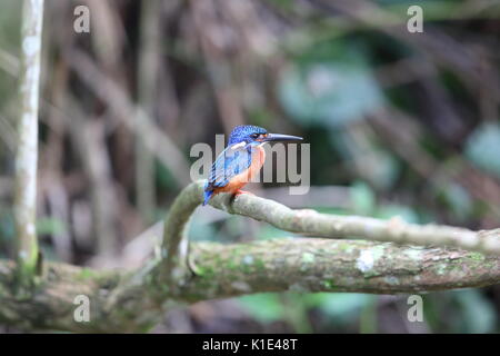 Blue-eared Kingfisher (Alcedo meninting) in den Khao Yai Nationalpark, Thailand Stockfoto