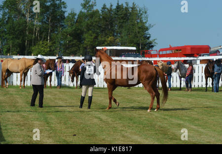 DUNDAS, PRINCE EDWARD ISLAND, Kanada - 25 August: Wettbewerber mit amtique Traktoren am PEI Pflügen und landwirtschaftliche Messe am 25. August 201 Pflug Stockfoto