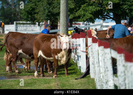 DUNDAS, PRINCE EDWARD ISLAND, Kanada - 25 August: Wettbewerber mit amtique Traktoren am PEI Pflügen und landwirtschaftliche Messe am 25. August 201 Pflug Stockfoto