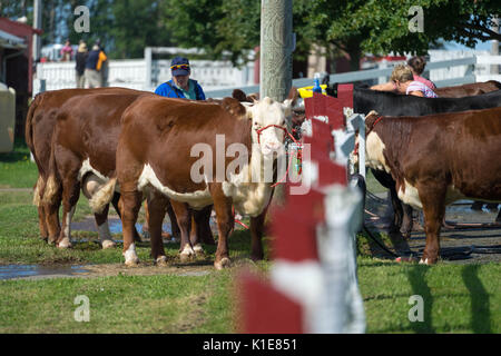 DUNDAS, PRINCE EDWARD ISLAND, Kanada - 25 August: Wettbewerber mit amtique Traktoren am PEI Pflügen und landwirtschaftliche Messe am 25. August 201 Pflug Stockfoto