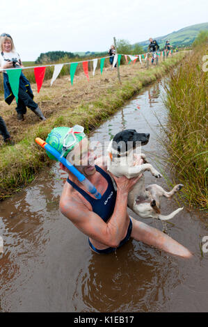 Llanwrtyd Wells, Powys, UK. 27 August, 2017. Engel Jones, gefilmt wird schwimmen die Länge des Flusses Wye von der BBC in der Zeit nimmt das Moor Schnorcheln Veranstaltung mit ihrem Jack, Jack Russel Hund abzuschließen. Die 32. jährlichen World Bog Schnorcheln Meisterschaften, vor über 30 Jahren konzipiert in einem walisischen Pub vom Vermieter Gordon Grün, sind an der Waen Rhydd Moor statt. Mit unkonventionellen schwimmen Schlaganfälle, Teilnehmer schwimmen zwei Längen eines 55 Meter graben Schnitt durch ein Moor tragen Schnorchel Maske und Flossen. Credit: Graham M. Lawrence/Alamy leben Nachrichten Stockfoto