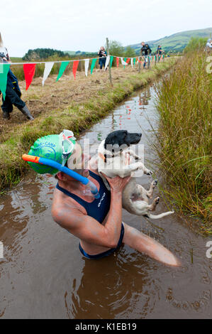 Llanwrtyd Wells, Powys, UK. 27 August, 2017. Engel Jones, gefilmt wird schwimmen die Länge des Flusses Wye von der BBC in der Zeit nimmt das Moor Schnorcheln Veranstaltung mit ihrem Jack, Jack Russel Hund abzuschließen. Die 32. jährlichen World Bog Schnorcheln Meisterschaften, vor über 30 Jahren konzipiert in einem walisischen Pub vom Vermieter Gordon Grün, sind an der Waen Rhydd Moor statt. Mit unkonventionellen schwimmen Schlaganfälle, Teilnehmer schwimmen zwei Längen eines 55 Meter graben Schnitt durch ein Moor tragen Schnorchel Maske und Flossen. Credit: Graham M. Lawrence/Alamy leben Nachrichten Stockfoto