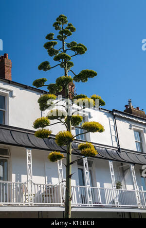 Ein seltener mexikanischer Kaktus 'Agave Americana' ist innerhalb von 10 Wochen in einer Devon-Straße auf 30 Fuß gewachsen. Nachdem sie jahrelang ruhte, brach die Anlage im Juni aus und befindet sich nun auf Dachhöhe des 3-stöckigen Hauses in Sidmouth. Bekannt als die Century-Pflanze, da sie mehr üblich ruhend ist, sind blühende Exemplare in Großbritannien äußerst selten. Stockfoto