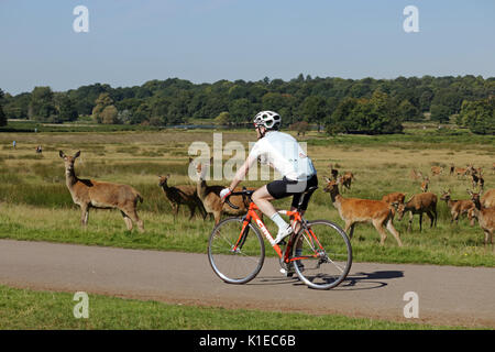Richmond Park, SW London, UK. 27 Aug, 2017. Radfahren mit dem Rotwild Herde im Richmond Park in South West London UK. Credit: Julia Gavin/Alamy leben Nachrichten Stockfoto