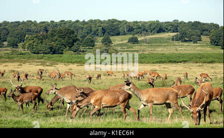 Richmond Park, SW London, UK. 27 Aug, 2017. Das Rotwild Herde im Richmond Park in South West London UK. Credit: Julia Gavin/Alamy leben Nachrichten Stockfoto