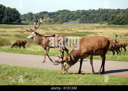 Richmond Park, SW London, UK. 27 Aug, 2017. Das Rotwild Herde im Richmond Park in South West London UK. Credit: Julia Gavin/Alamy leben Nachrichten Stockfoto