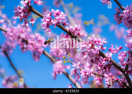 Spring Blossom Stockfoto
