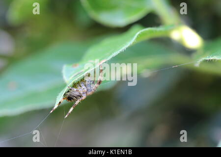 Orb weaver Spider versteckt unter einem Blatt in einer britischen Garten. Stockfoto