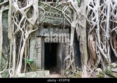 Angkor Wat Ta Prohm Tempel Tür mit feigenbaum Wurzeln, Kambodscha, Südostasien Stockfoto