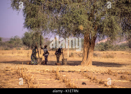 Niger, Westafrika, Doutouel Dorf. Dorf Frauen schlagen Hirse Mehl im Schatten einer Akazie in der Mitte machen. Stockfoto