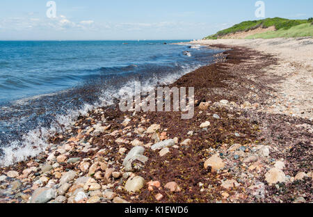 Rustikale Rhode-Island Küstenlinie: Algen deckt ein Strand mit Sand, Kieseln und abgerundeten Felsen an der Westküste von Block Island, Rhode Island. Stockfoto