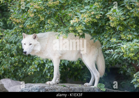 Arctic Wolf stehend auf einem großen Felsen aus auf die mit dem Wald im Hintergrund links Stockfoto