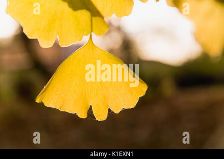 Gelb single ginko Blatt hebt sich von den braunen Herbst Hintergrund Stockfoto