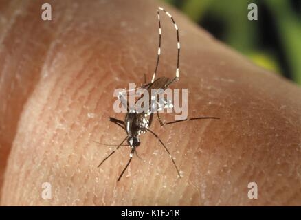 Eine weibliche Mücke Aedes albopictus Fütterung auf einen menschlichen Wirt. Unter experimentellen Bedingungen die Aedes albopictus Moskito, auch bekannt als die Asiatische Tigermücke, ist gefunden worden, ein Vektor von West Nil Virus zu sein. Aedes ist eine Gattung aus der Familie der Culicine Moskitos. Mit freundlicher CDC/ James Gathany, 2000. Stockfoto