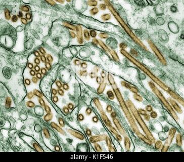 Eingefärbte Transmission Electron Micrograph der Aviären Influenza A H5N1-Viren in MDCK-Zellen (in Gold) gewachsen (in Grün). IMGSETINF, aviäre Influenza-A-Viren in der Regel nicht auf den Menschen übertragbar, jedoch mehrere Instanzen von menschlichen Infektionen und Ausbrüchen seit 1997 berichtet. Wenn solche Infektionen auftreten, für die öffentliche Gesundheit zuständigen Behörden überwachen diese Situationen eng. Bild mit freundlicher Genehmigung von CDC/Höflichkeit von Cynthia Goldsmith, Jacqueline Katz, Sherif R. Zaki, 1997. Stockfoto