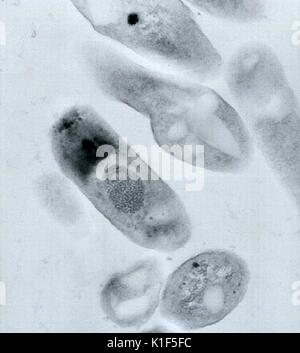 Transmission Electron Micrograph von Bacillus anthracis. Transmission Electron micrographic Bild von Bacillus anthracis. Bild mit freundlicher Genehmigung von CDC/Dr. Sherif Zaki, Elizabeth Weiß, 2001. Stockfoto